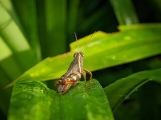 Closeup brown grasshopper on a green leaf