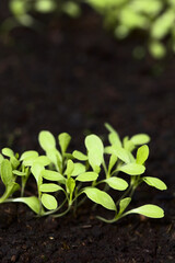 Young leaf lettuce seedlings growing in black soil (Very Shallow Depth of Field, Focus on parts of the leaves in the front)