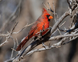 cardinal on a branch