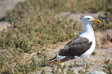 gaviota en Puerto Madryn