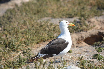 gaviota en Puerto Madryn