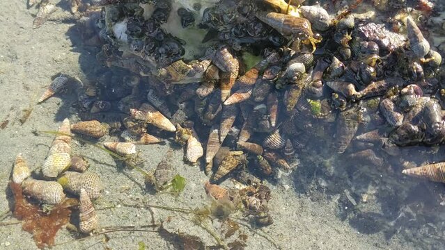 Countless hermit crabs with pointy shells