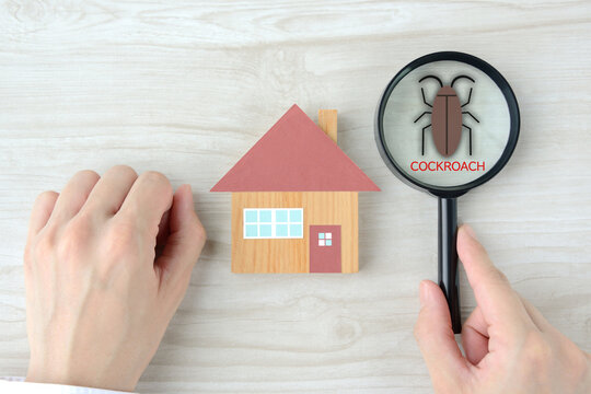 住宅とゴキブリの発見イメージ