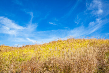 Fototapeta premium 阿蘇 米塚下園地周辺の風景 