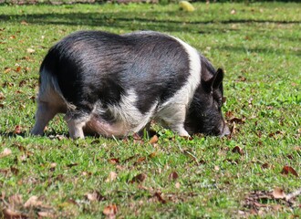 Pregnant hampshire pig on the grass in Florida farm, closeup