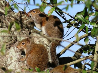 Gray american squirrels on tree in Florida nature, closeup