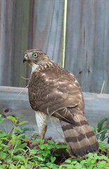 Cooper's hawk (Accipiter Cooperii) near the fence in Florida nature