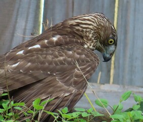 Cooper's hawk in the yard in Florida, closeup