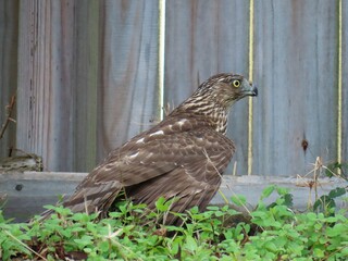 Cooper's hawk on the yard in Florida nature, closeup