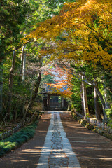 日本　神奈川県鎌倉市にある寿福寺の中門から総門までの参道と紅葉
