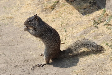 Naklejka na ściany i meble squirrel in a park