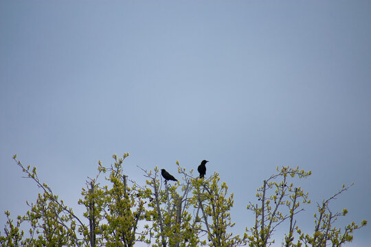 Two black crows on top of a tree against a cloudy sky - birds and leafy branches