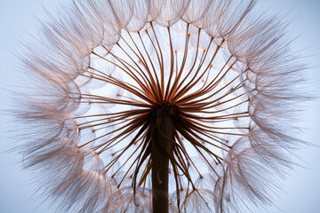 view inside dandelion flower against blue background. abstract macro background. 