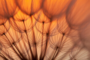 Fototapeta premium a view inside dandelion flower before sunset. abstract seed macro background. 