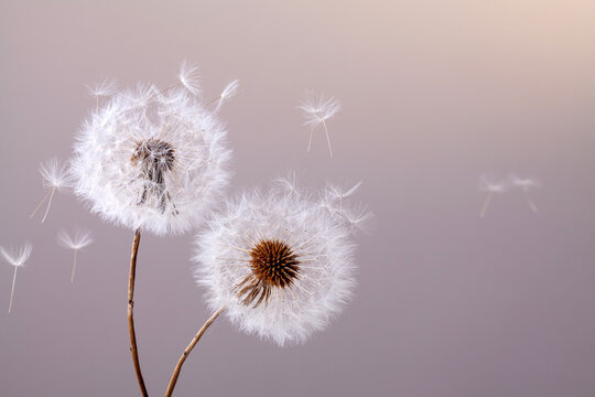 Dandelion Background Pink Images Browse 17 084 Stock Photos