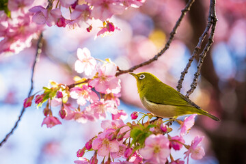 A white eye visiting Kawazu cherry blossoms for nectar in Shinjuku Gyoen National Garden, Shinjuku,...