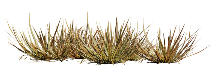 dry grass patch, desert plant isolated on transparent background banner - 580490677