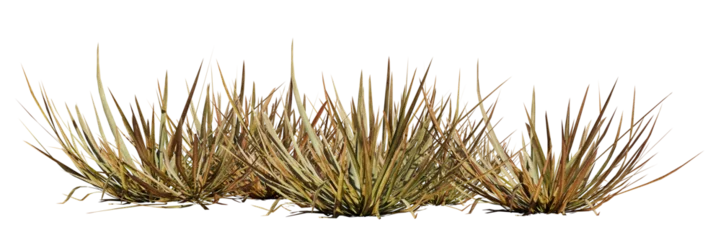 Foto op Aluminium dry grass patch, desert plant isolated on transparent background banner © dottedyeti