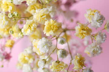 Beautiful dyed gypsophila flowers on pink background, closeup