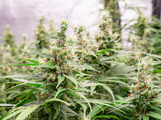 Cannabis plants are ready for harvest in a greenhouse