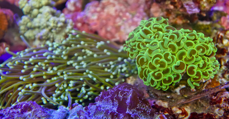 Obraz premium Beautiful underwater life with colorful corals