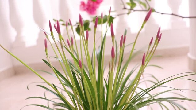 florecitas rosadas para mam&aacute;