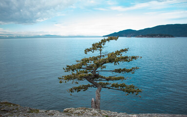 tree on the lake