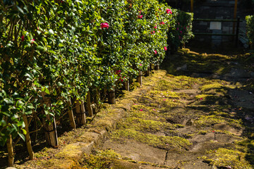 日本　神奈川県鎌倉市にある杉本寺の苔の階段