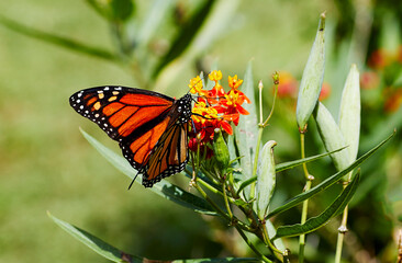 Monarch Butterfly getting pollen from a flower