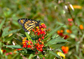 Monarch Butterfly getting pollen from a flower