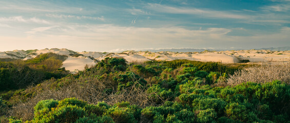 Sand dunes and native forest at sunset with cloudy sky in the background, Oceano, California