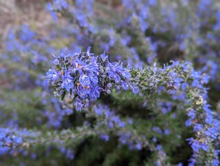 closeup of purple rosemary flowers, evergreen rosmarinus officinalis shrub 