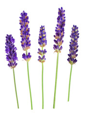 Lavender flowers isolated. PNG transparency