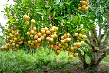 Farmers harvest lychee in Luc Ngan District, Bac Giang Province, Vietnam
