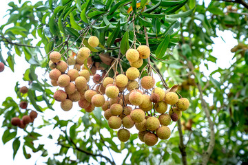 Farmers harvest lychee in Luc Ngan District, Bac Giang Province, Vietnam
