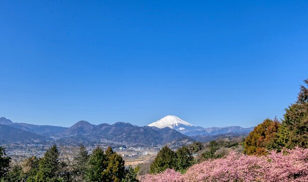 満開の河津桜と富士山 2023　松田山