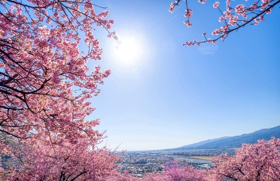 満開の河津桜と太陽 神奈川県 松田山