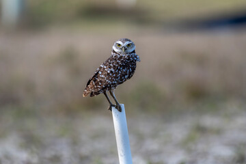 Burrowing Owls are small, sandy colored owls with bright-yellow eyes. They live underground in burrows they’ve dug themselves or taken over from a prairie dog, ground squirrel, or tortoise