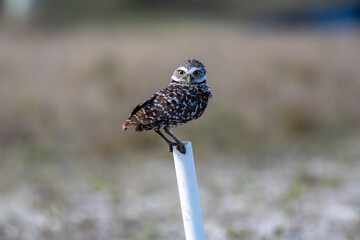 Burrowing Owls are small, sandy colored owls with bright-yellow eyes. They live underground in burrows they’ve dug themselves or taken over from a prairie dog, ground squirrel, or tortoise