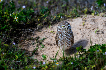 Burrowing Owls are small, sandy colored owls with bright-yellow eyes. They live underground in burrows they’ve dug themselves or taken over from a prairie dog, ground squirrel, or tortoise