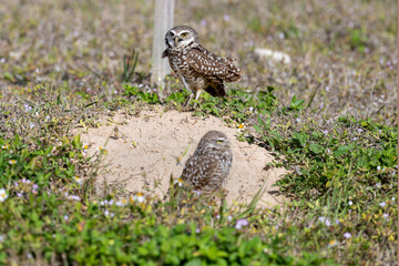 Burrowing Owls are small, sandy colored owls with bright-yellow eyes. They live underground in burrows they’ve dug themselves or taken over from a prairie dog, ground squirrel, or tortoise