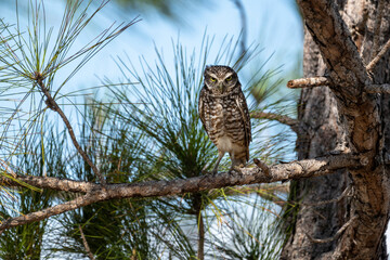 Burrowing Owls are small, sandy colored owls with bright-yellow eyes. They live underground in...