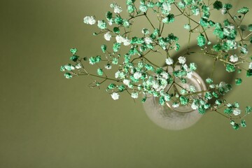 Beautiful gypsophila flowers in vase on green background, top view. Space for text