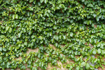 Greenery climbing plant growing on antique brick wall. Old brown brick wall covered with climbing plants. - obrazy, fototapety, plakaty