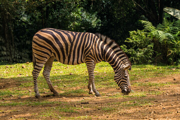 Zebras (subgenus Hippotigris) are African equines with distinctive black-and-white striped coats