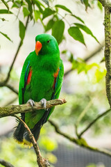 Bayan bird Eclectus is a genus of parrot, the Psittaciformes