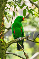 Bayan bird Eclectus is a genus of parrot, the Psittaciformes