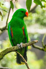 Obraz premium Eclectus is a genus of parrot, the Psittaciformes