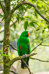 Bayan bird Eclectus is a genus of parrot, the Psittaciformes