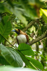 The birds-of-paradise are members of the family Paradisaeidae of the order Passeriformes. The majority of species are found in eastern Indonesia